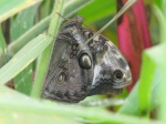 Opsiphanes tamarindi prob PERU abv Villa Rica DvG 28OCT11 Vc.jpg