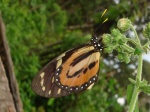 View the album P-5 Monarchs, Danainae