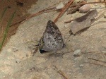 View the album P-5 Leafwings, Charaxinae