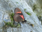 Altinote alcione sodalis PERU abv PZ YCNP DvG 23OCT11 Vc.jpg