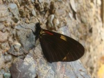 View the album P-5 Longwings & Actinotes, Heliconiinae