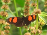 Heliconius erato microclea PERU PH DvG 20OCT11 Dc.jpg