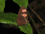 Heliconius erato microclea PERU PH DvG 20OCT11 Vc.jpg