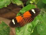 Heliconius melpomene aglaope PERU abv PZ DvG 23OCT11 Dc.jpg