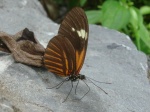 Heliconius melpomene aglaope PERU abv PZ KG 24OCT11 V 3604c.jpg