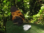 Heliconius numata bicoloratus per KW PERU abv PZ YCNP DvG 25OCT11c.jpg