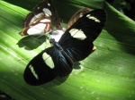 Heliconius sara PERU abv PZ YCNP DvG 25OCT11 Dc.jpg