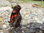 View the album P-5 Longwings & Actinotes, Heliconiinae