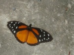 View the album P-5 Clearwings, Ithomiinae