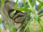 View the album P-5 Clearwings, Ithomiinae