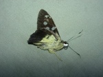View the album P-4 Skippers, Spreadwings Pyrginae