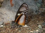 View the album P-5 Crescents, Melitaeini