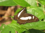 Metamorpha elissa PERU abv PZ DvG 23OCT11 Dc.jpg