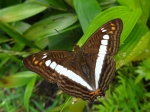 Adelpha alala negra PERU PH PB 18OCT11 183.jpg