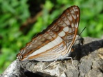 Adelpha alala negra PERU abv PZ PB 23OCT11 V 895c.jpg