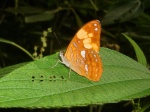 Adelpha irmina tumida PERU CoR KG 11OCT11 V 2677c.jpg