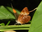 Adelpha salmoneus colada PERU abv PZ GM 25OCT11 D 7501c.jpg