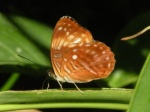 Adelpha salmoneus colada PERU abv PZ GM 25OCT11 V 7502c.jpg