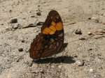 Adelpha saundersii PERU abv PZ YCNP DvG 23OCT11 Vc.jpg