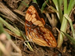 View the album P-5 Sisters, Limenitidinae
