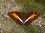 Adelpha sichaeus PERU abv PZ YCNP KG 25OCT11 D 3723c.jpg