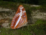 Adelpha sichaeus PERU abv PZ YCNP KG 25OCT11 V 3721c.jpg