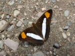 Adelpha thessalia prob PERU San Ramon riverbed PB 21OCT11 D 652c.jpg