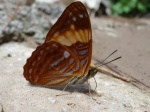 Adelpha zina irma PERU Villa Rica PB 29OCT11 V 1590c.jpg