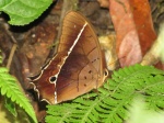 Antirrhea philoctetes PERU abv PZ YCNP DvG 23OCT11 on trailc.jpg