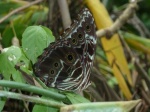 View the album P-5 Morphos & Owls, Morphinae