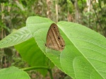 Cissia terrestris prob PERU PH DvG 19OCT11c.jpg