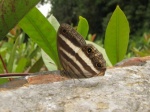 Pareuptychia hesioniades PERU abv PZ YCNP DvG 24OCT11c.jpg