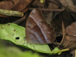 Taygetis thamyra PERU abv PZ YNCP DvG 23OCT11c.jpg