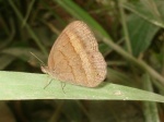 Yphthimoides sp PERU Villa RIca KG 27OCT11 by lake 3767c.jpg