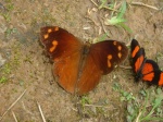 Corades enyo PERU BsqShlt KG 28OCT11 km12 D 3884c.jpg