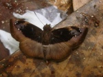 Zera phila phila PERU PH KG 19OCT11 3016c.jpg