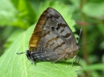 View the album P-5 Hairstreaks & Blues, Lycaenidae
