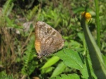 View the album P-5 Hairstreaks & Blues, Lycaenidae