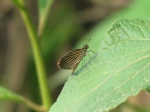 Apaustus gracilis PERU abv PZ YCNP DvG 22OCT11c.jpg