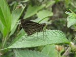 Callimormus radiola PERU Villa Rica DvG 27OCT11 Vc.jpg