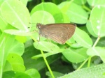 Cobalopsis nero per BH PERU Villa Rica DvG 27OCT11 Vc.jpg