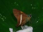 Niconiades cydia PERU abv PZ KG 22OCT11 3319c.jpg