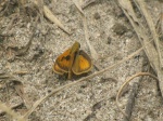 Polites vibex PERU San Ramon riverbed DvG 21OCT11 Dc.jpg