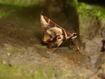 View the album P-5 Skippers, Grass Hesperiinae