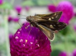 View the album P-1 Skippers, Grass Hesperiinae