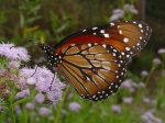 View the album P-1 Monarchs Danainae