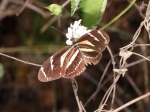 View the album P-1 Longwings & Actinotes Heliconiinae