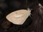 Eurema elathea PERU Gocta TH 05NOV11 V 002c.jpg