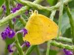 Phoebis argante PERU Chaparri RW 02JAN12c.jpg