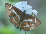 View the album P-1 Metalmarks  Riodinidae